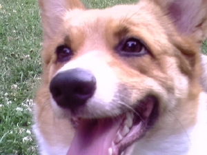 Wendt Worth Corgis Rhiannon showing off her pearly whites